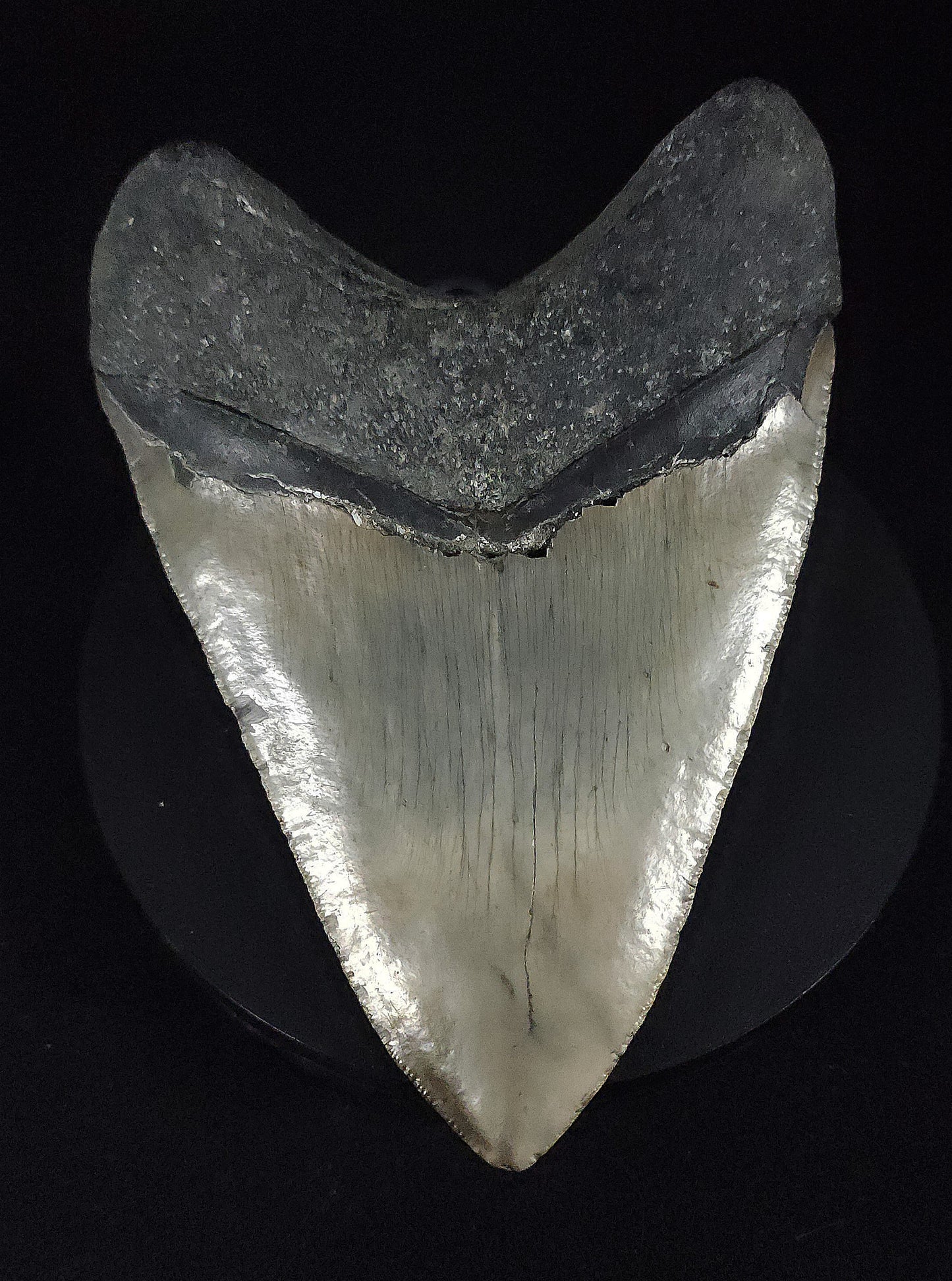 Authentic, 5.95" Fossil Megalodon Tooth - Meg Ledge