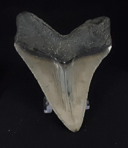 Authentic, 3.78" Fossil Megalodon Tooth - Meg Ledge