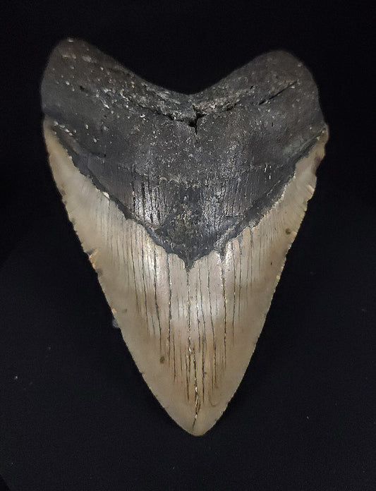 Authentic, 4.48" Fossil Megalodon Tooth - Meg Ledge