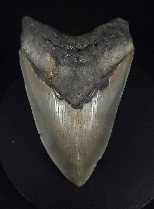 Authentic, 4.79" Fossil Megalodon Tooth - Meg Ledge