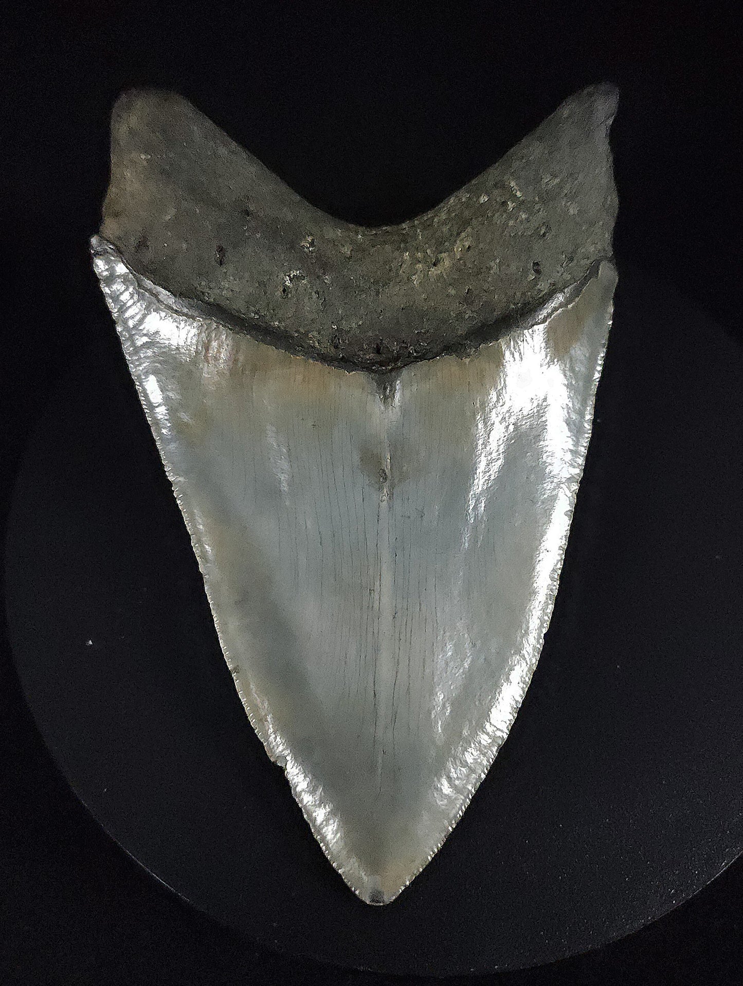 Authentic, 4.79" Fossil Megalodon Tooth - Meg Ledge