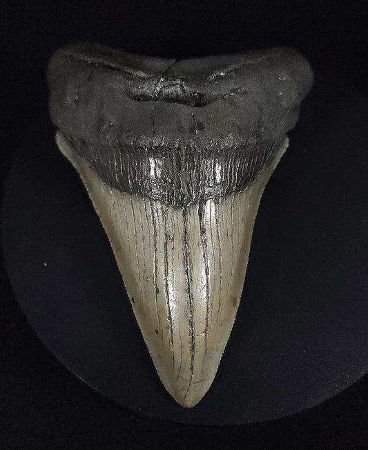 Authentic, 4.68" Fossil Megalodon Tooth - Meg Ledge