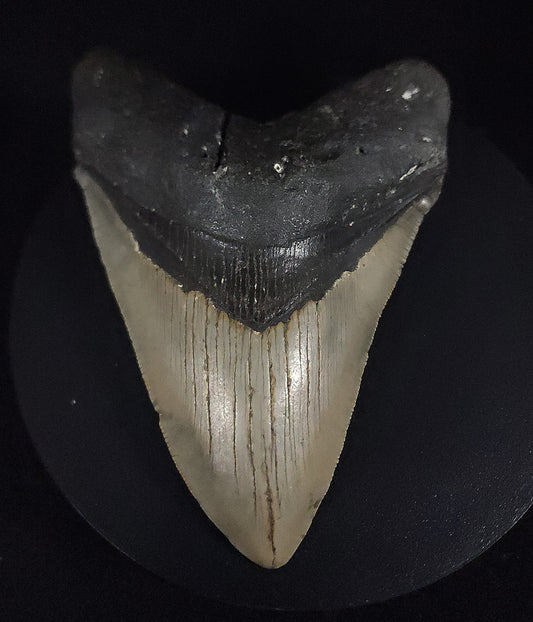 Authentic, 4.98" Fossil Megalodon Tooth - Meg Ledge