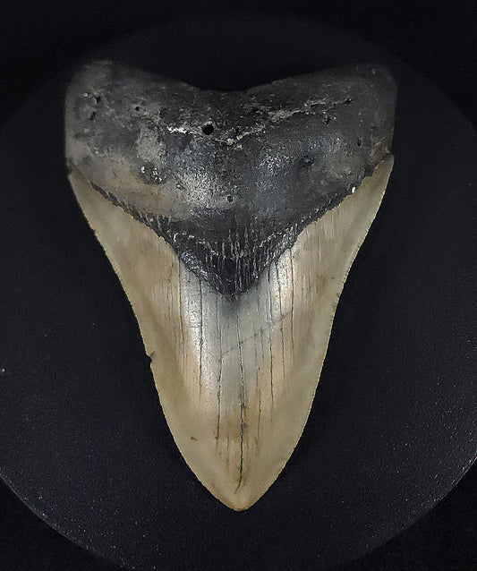 Authentic, 4.26" Fossil Megalodon Tooth - Meg Ledge