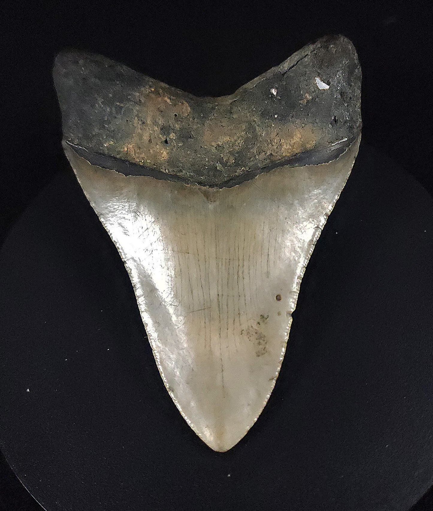 Authentic, 4.26" Fossil Megalodon Tooth - Meg Ledge