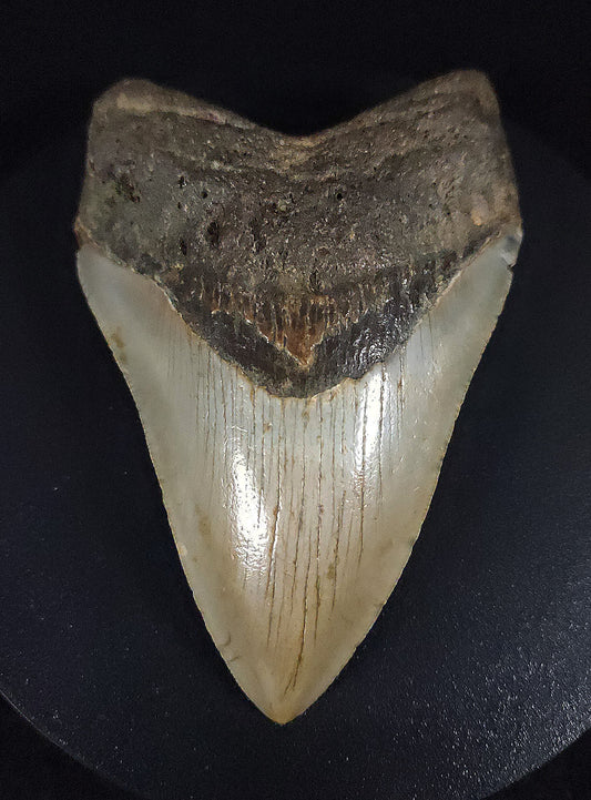 Authentic, 4.43" Fossil Megalodon Tooth - Meg Ledge