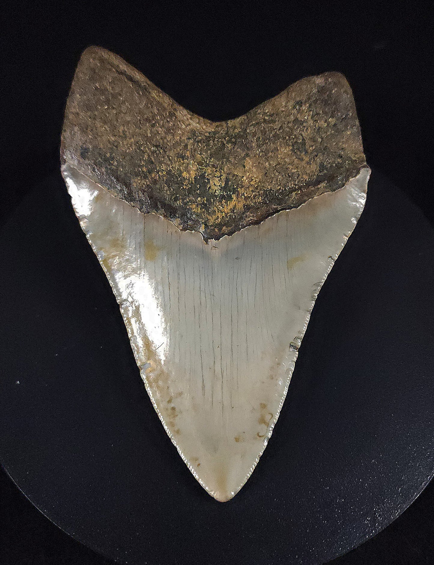 Authentic, 4.43" Fossil Megalodon Tooth - Meg Ledge