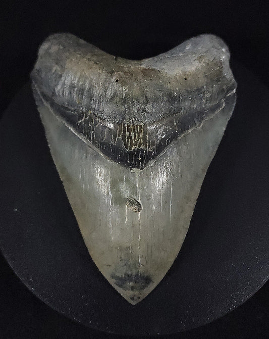 Bite Marked, 4.66" Fossil Megalodon Tooth - Venice, Florida