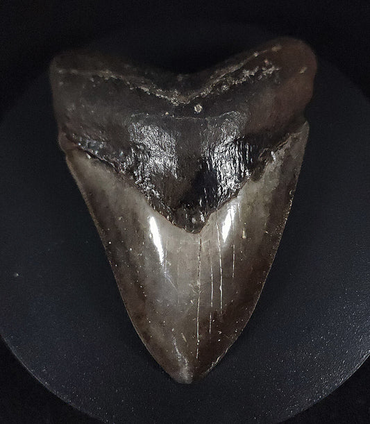 Beautiful, 4.32" Fossil Megalodon Tooth - St. Mary's River