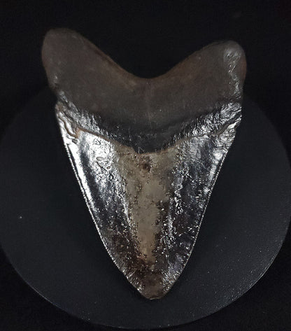 Beautiful, 4.32" Fossil Megalodon Tooth - St. Mary's River