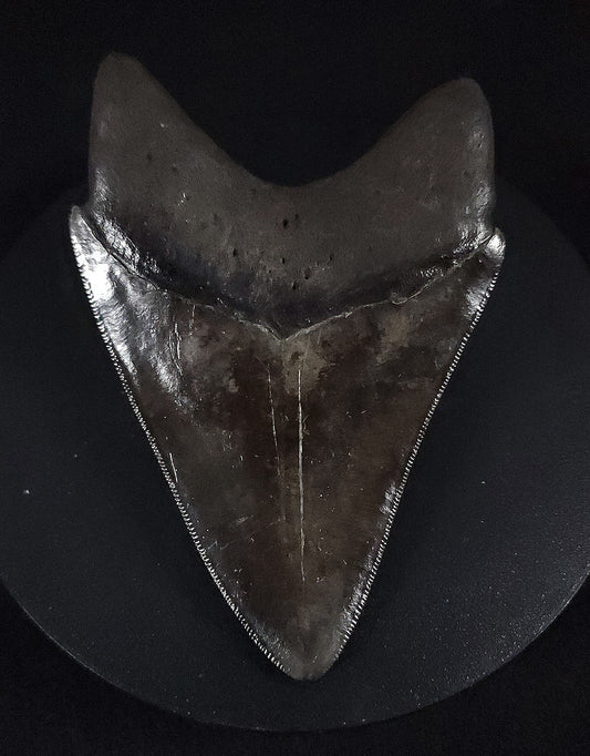 Beautiful, 4.45" Fossil Megalodon Tooth - St. Mary's River