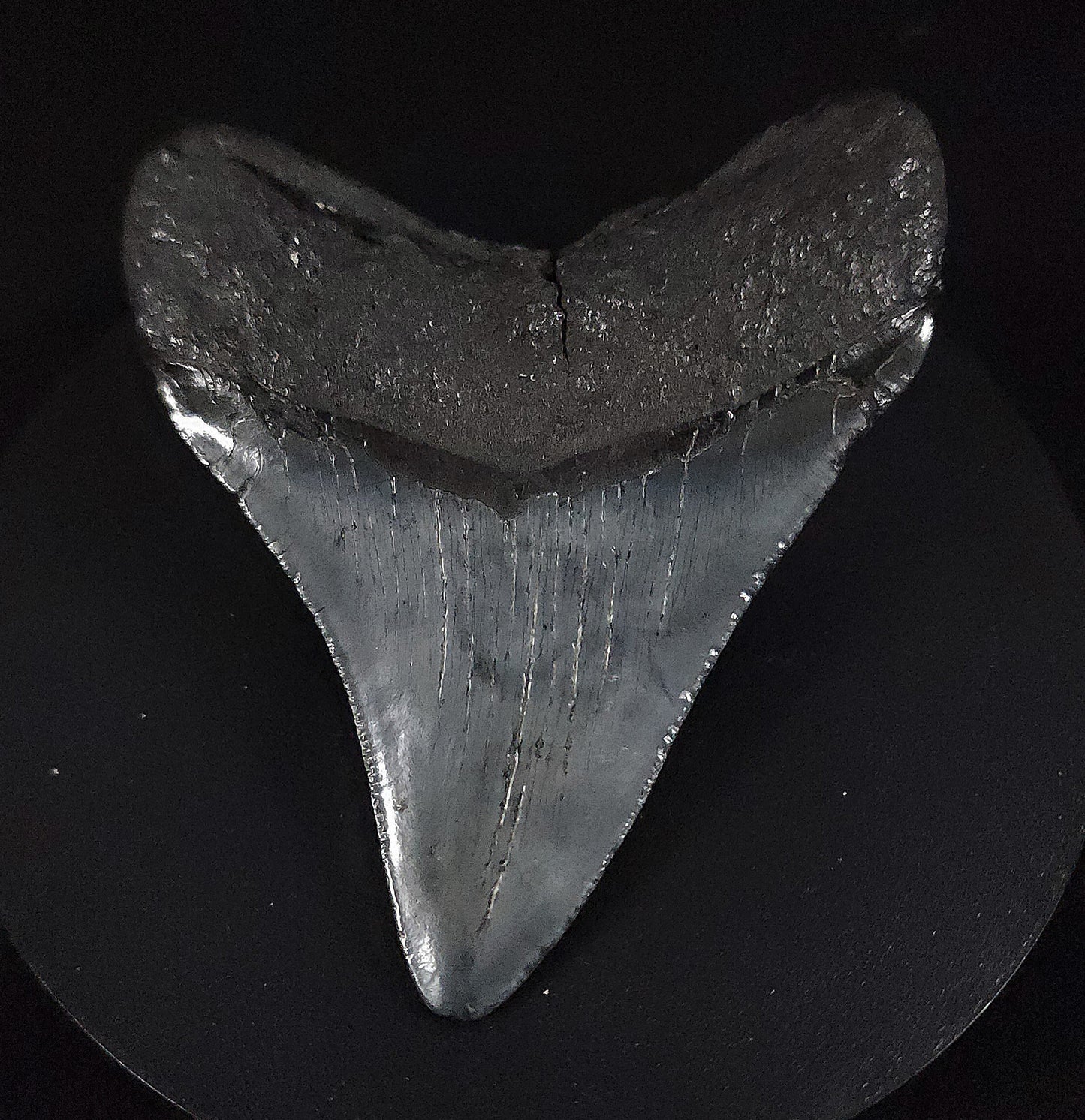 Authentic, 4.12" Fossil Megalodon Tooth - South Carolina
