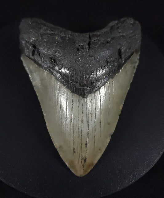 Authentic, 4.01" Fossil Megalodon Tooth - Meg Ledge