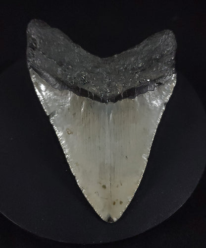 Authentic, 4.01" Fossil Megalodon Tooth - Meg Ledge