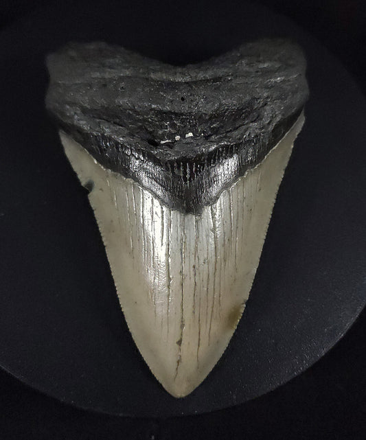 Authentic, 4.06" Fossil Megalodon Tooth - Meg Ledge