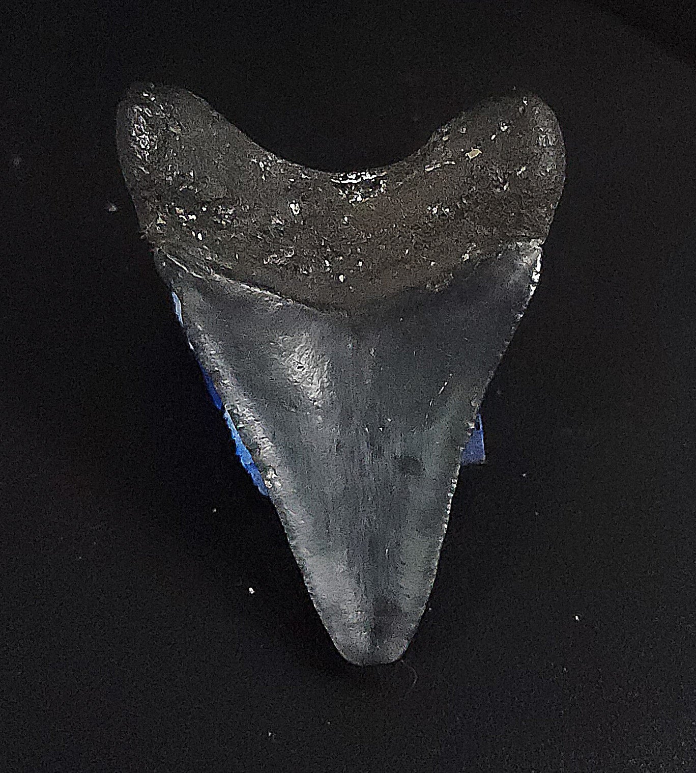 Authentic, 2.15" Fossil Megalodon Tooth - Venice, Florida