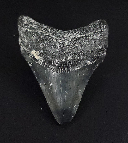 Authentic, 2.20" Fossil Megalodon Tooth - Venice, Florida