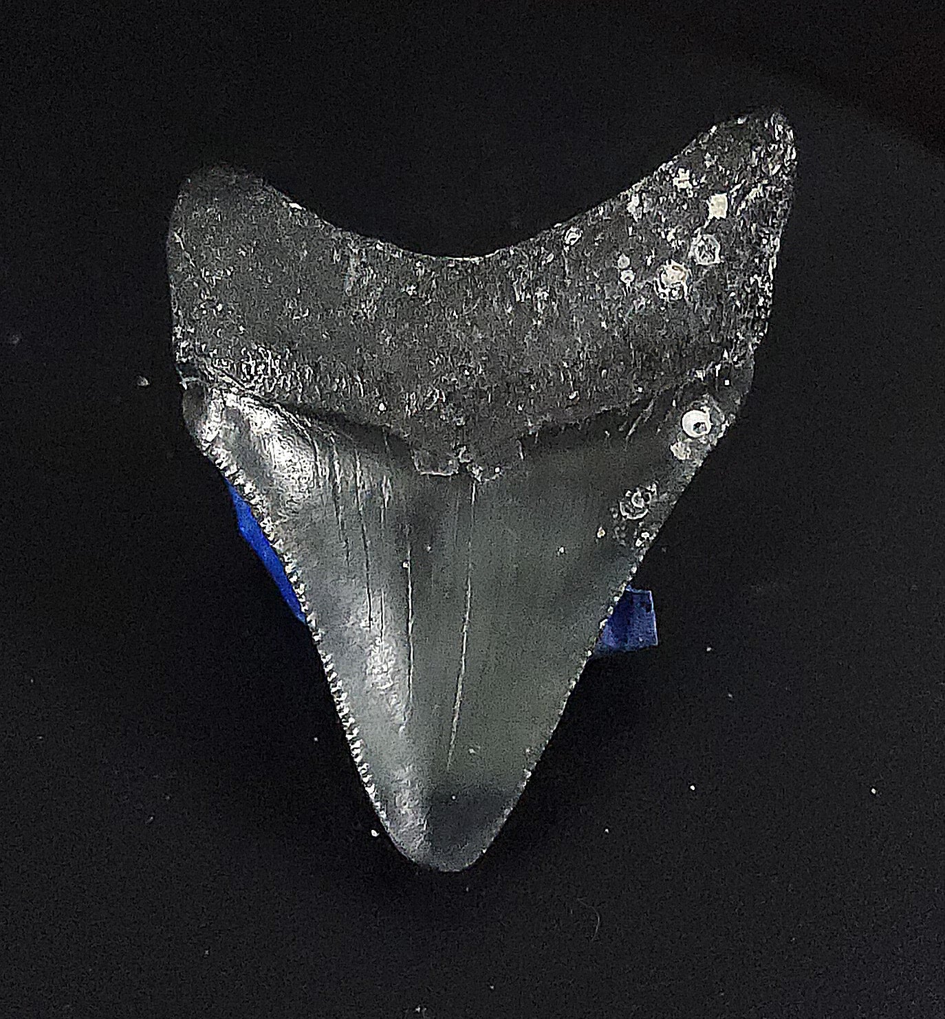 Authentic, 2.20" Fossil Megalodon Tooth - Venice, Florida