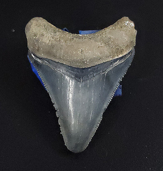 Authentic, 1.93" Fossil Megalodon Tooth - Venice, Florida