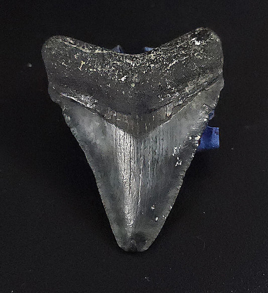 Authentic, 1.94" Fossil Megalodon Tooth - Venice, Florida