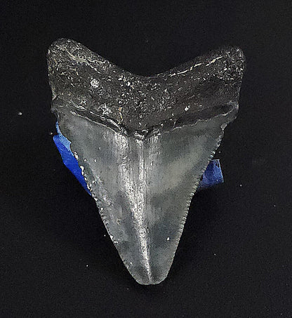 Authentic, 1.94" Fossil Megalodon Tooth - Venice, Florida