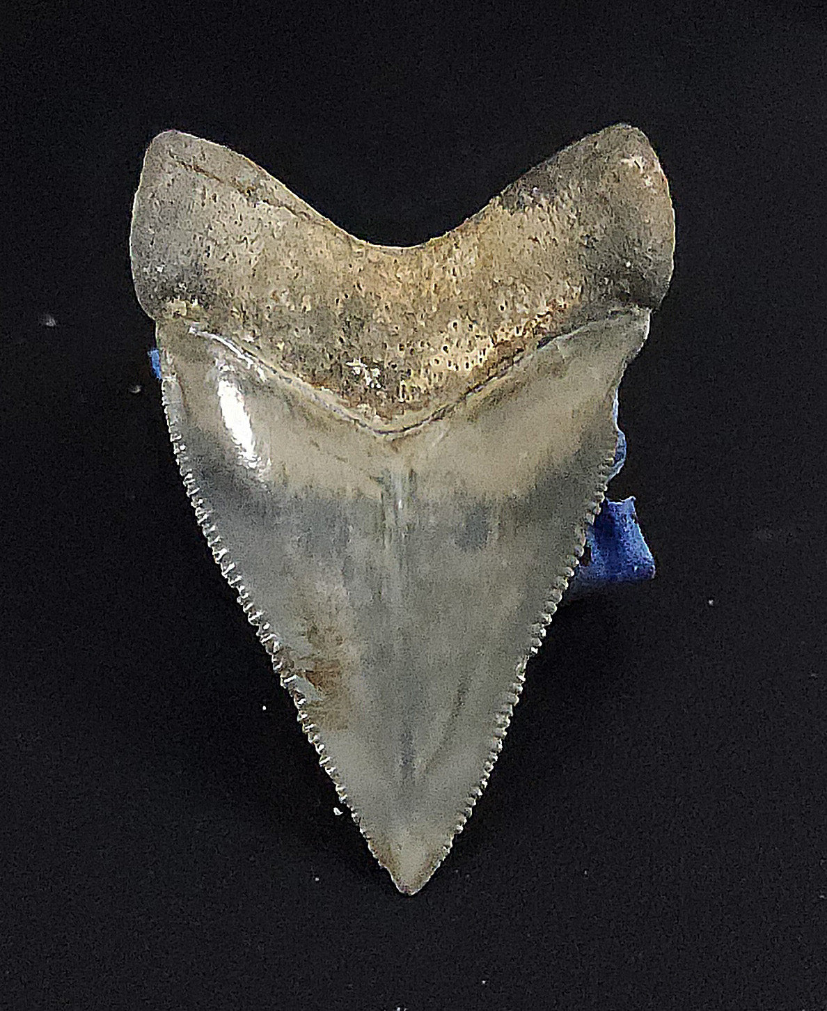Beautiful, 1.85" Fossil Megalodon Tooth - Golden Beach, Florida