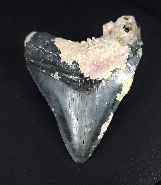 Authentic, 3.01" Fossil Megalodon Tooth - Venice, Florida