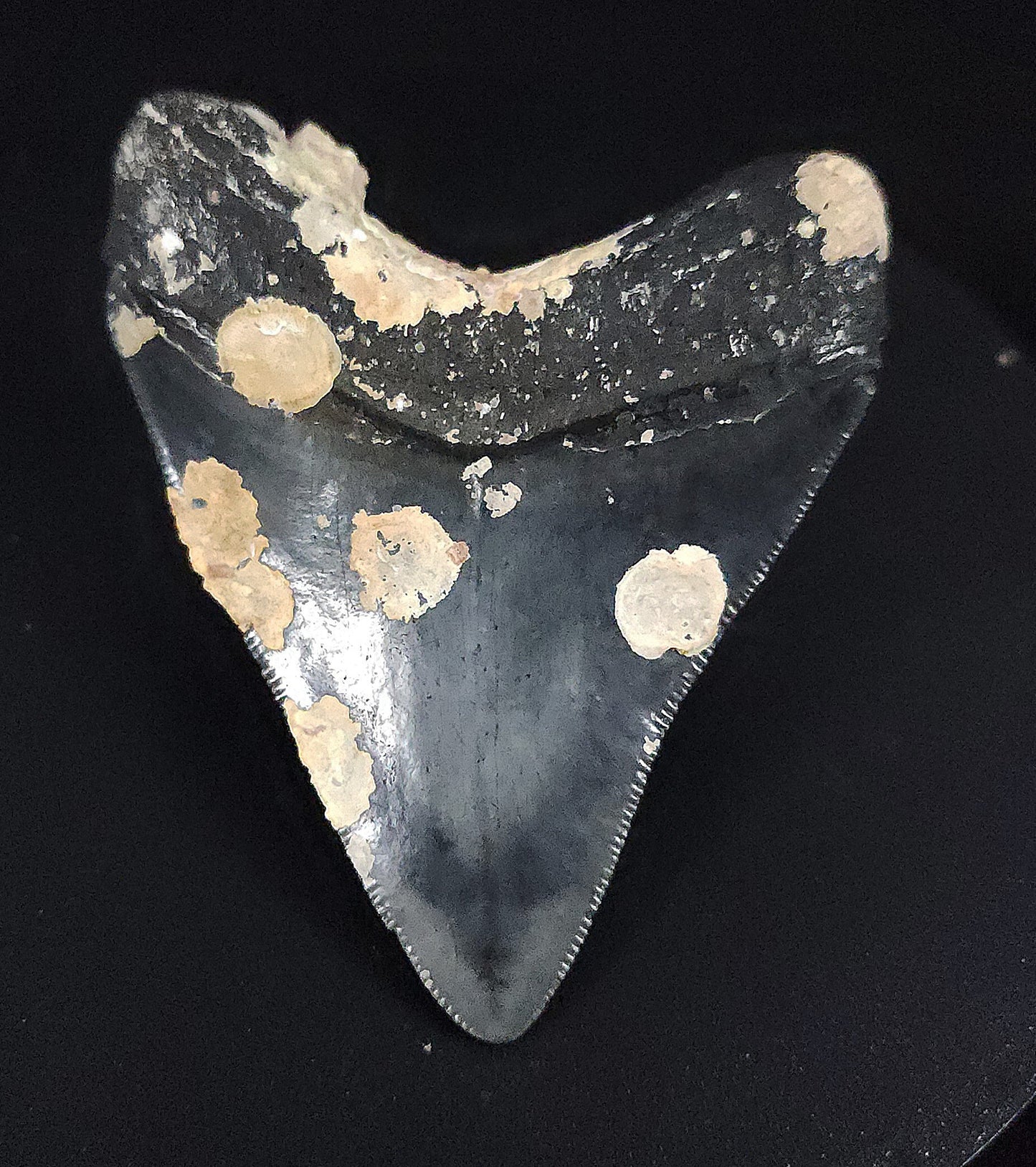 Authentic, 3.01" Fossil Megalodon Tooth - Venice, Florida