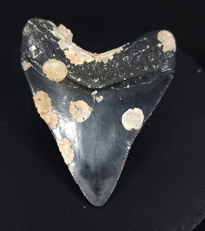 Authentic, 3.01" Fossil Megalodon Tooth - Venice, Florida