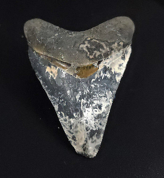 Beautiful, 2.28" Fossil Megalodon Tooth - Venice, Florida