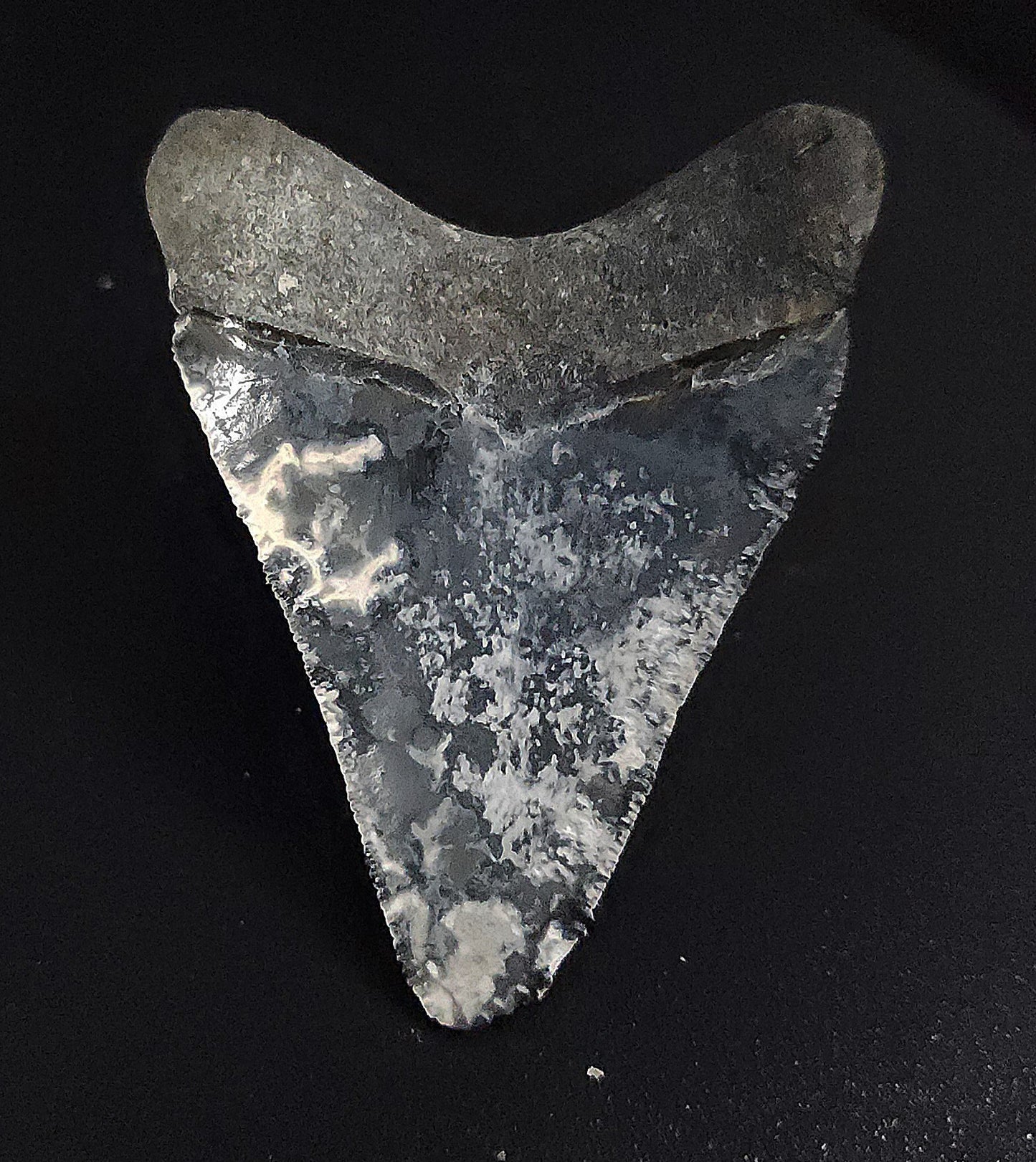 Beautiful, 2.28" Fossil Megalodon Tooth - Venice, Florida