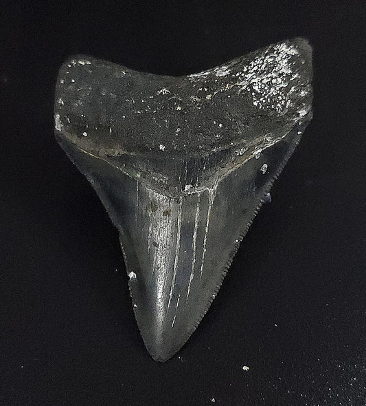 Authentic, 2.42" Fossil Megalodon Tooth - Venice, Florida