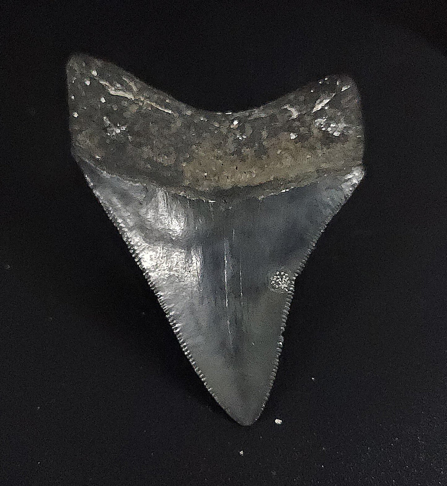 Authentic, 2.42" Fossil Megalodon Tooth - Venice, Florida