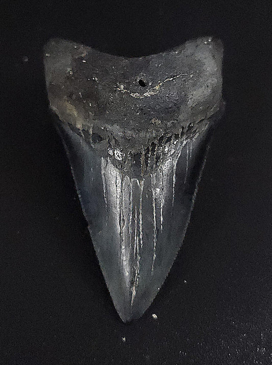 Authenthic, 2.36" Fossil Megalodon Tooth - Venice, Florida