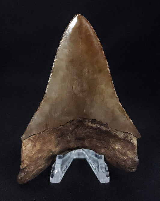 High Quality, 4.21" Fossil Megalodon Tooth - St. Mary's River