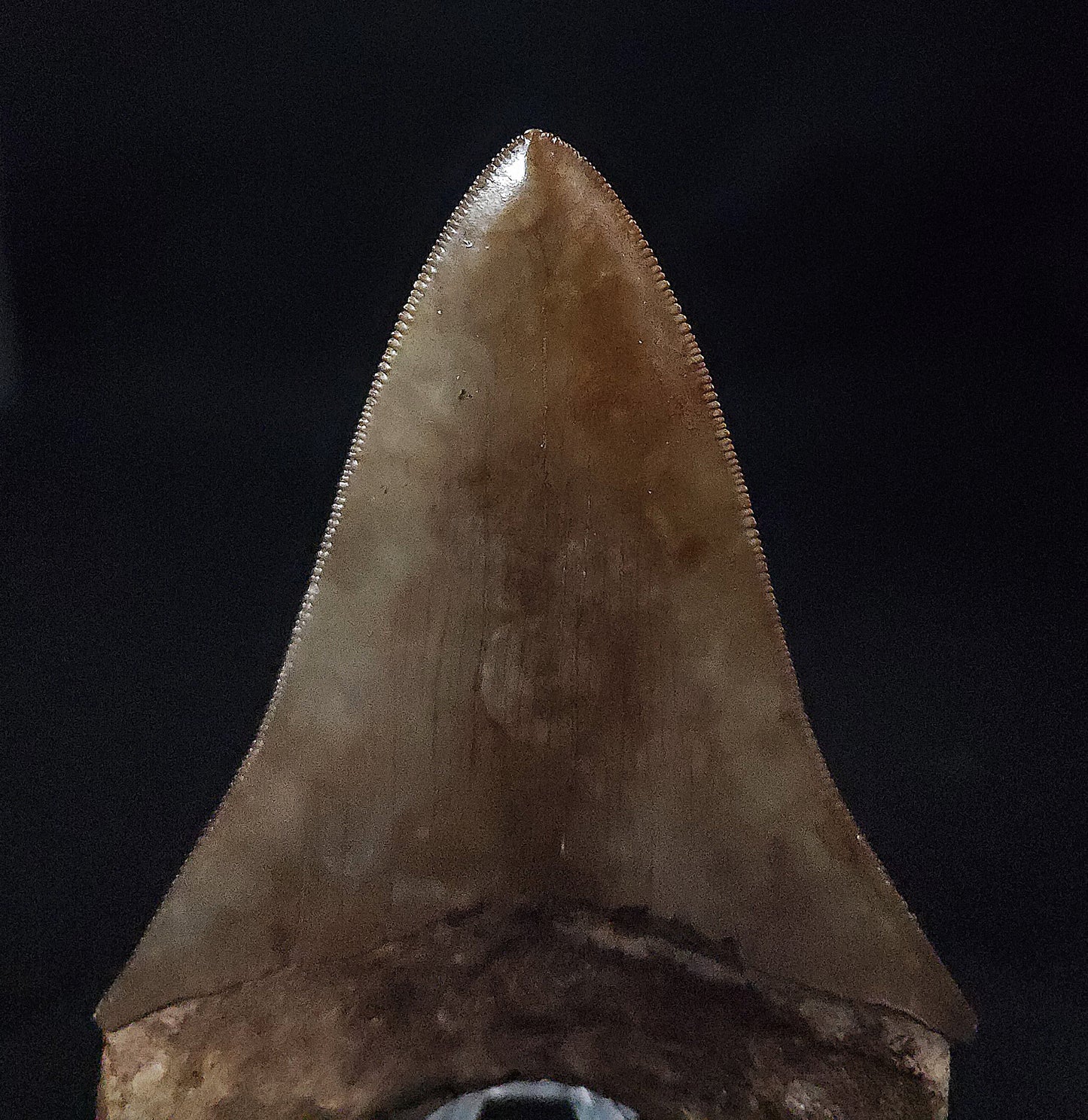 High Quality, 4.21" Fossil Megalodon Tooth - St. Mary's River