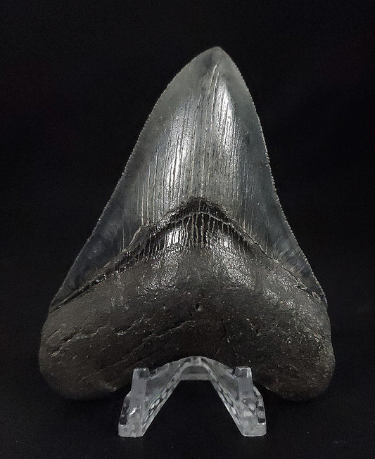Collector Quality, 4.07" Fossil Megalodon Tooth - South Carolina