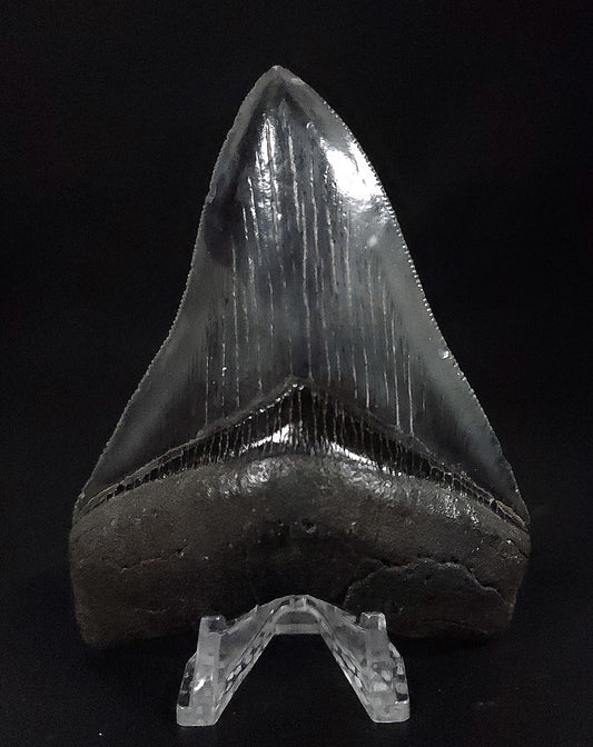 High Quality, 4.25" Fossil Megalodon Tooth - South Carolina