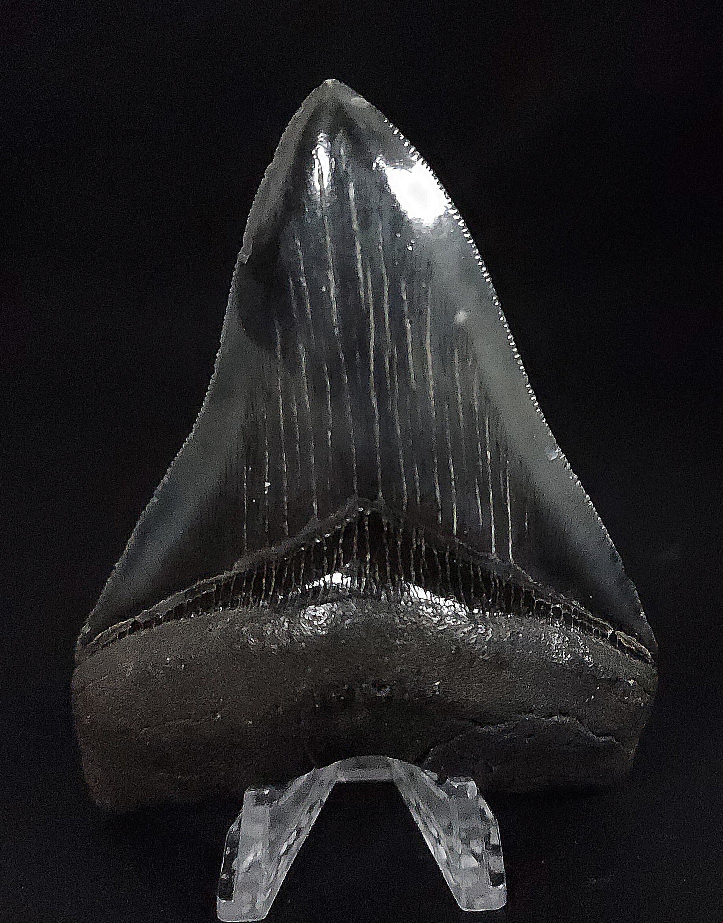 High Quality, 4.25" Fossil Megalodon Tooth - South Carolina