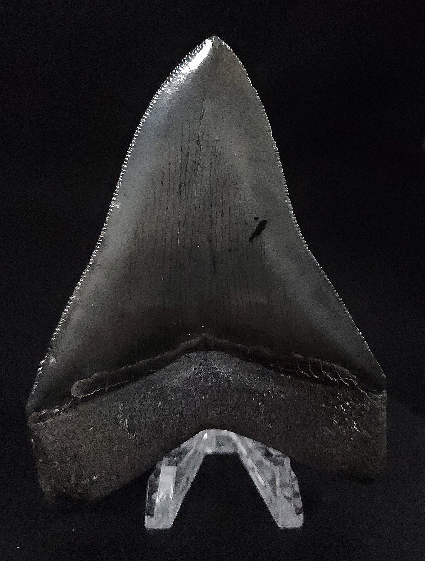 High Quality, 4.25" Fossil Megalodon Tooth - South Carolina