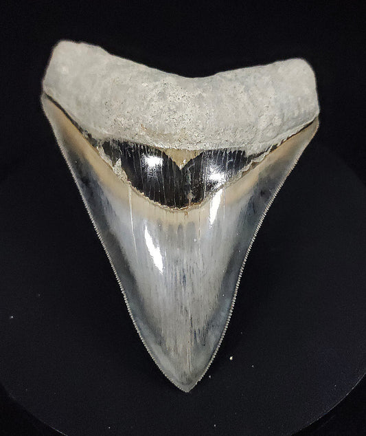 Collector Quality, 4.26" Fossil Megalodon Tooth - Indonesia