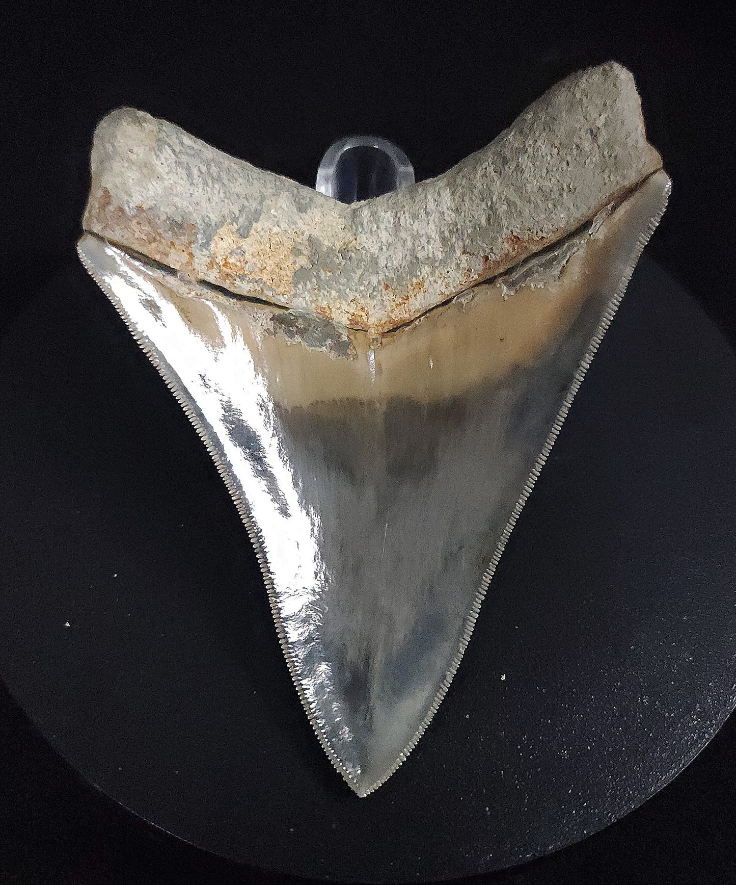 Collector Quality, 4.26" Fossil Megalodon Tooth - Indonesia