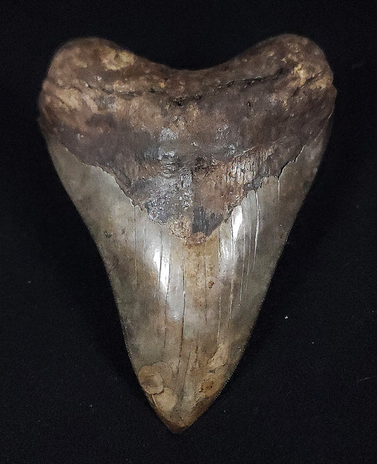 Collector Quality, 5.70" Fossil Megalodon Tooth - St. Mary's River