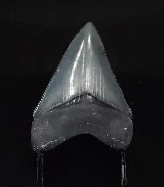 Killer, 1.74" Fossil Megalodon Tooth - Venice, Florida