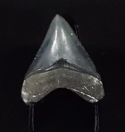 Killer, 1.51" Fossil Megalodon Tooth - Venice, Florida