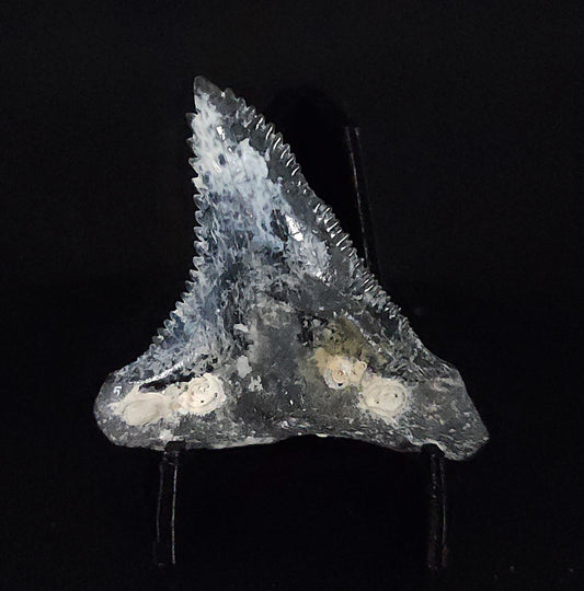 Gorgeous, 1.79" Fossil Hemipristis Tooth - Venice, Florida