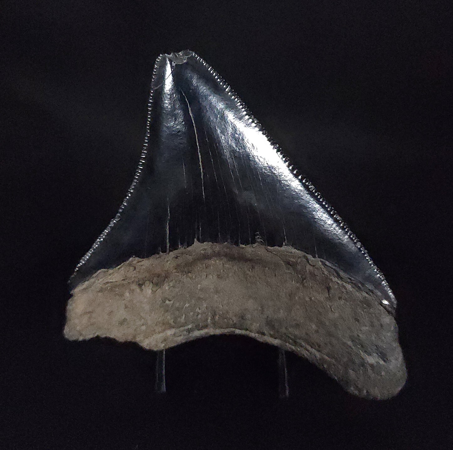 Authentic, 3.16" Fossil Megalodon Tooth - South Carolina