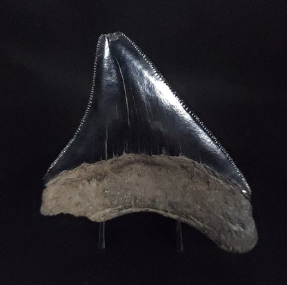 Authentic, 3.16" Fossil Megalodon Tooth - South Carolina