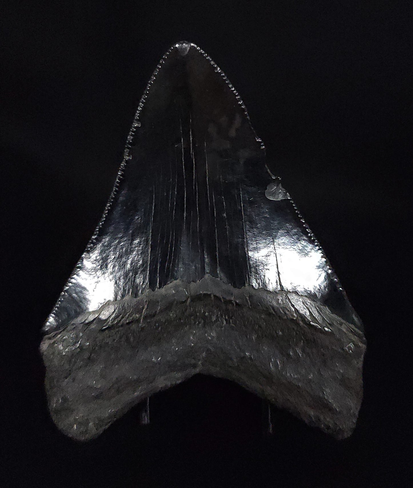 Authentic, 3.30" Fossil Megalodon Tooth - South Carolina