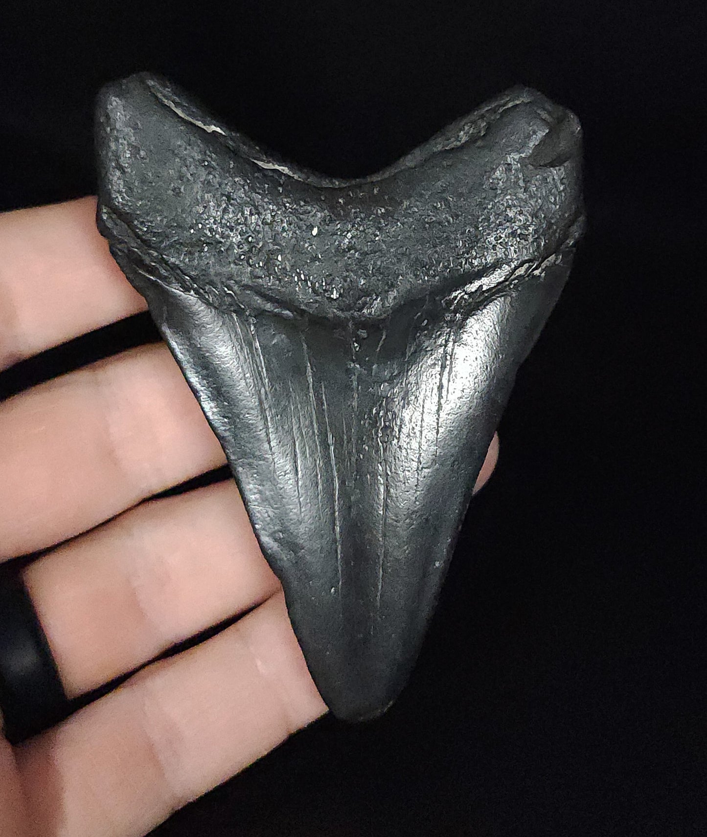 Authentic, 3.38" Fossil Megalodon Tooth - South Carolina